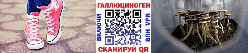 Галлюциногенные грибы Psilocybe  Купить  Называевск 